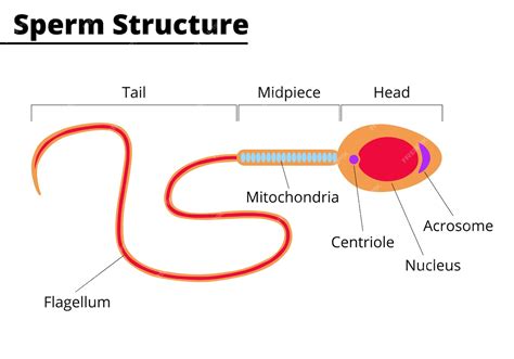 Spermatozoïde Structure Morphologique Du Spermatozoïde Spermatozoïde