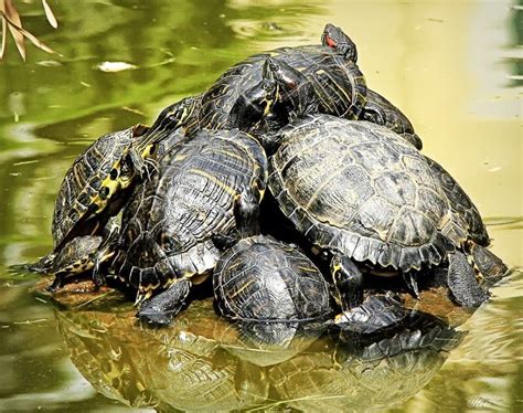 Pile Of Red Eared Sliders And Pond Sliders Catching The Sun Red Eared
