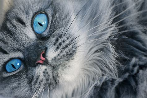 Gray Persian Cat Cat Muzzle Blue Eyed Hd Wallpaper Wallpaper Flare