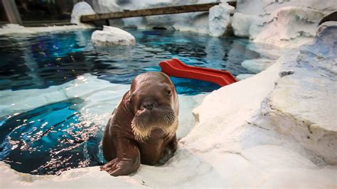 Seaworld New Walruses Making Debut In Theme Park Orlando Sentinel