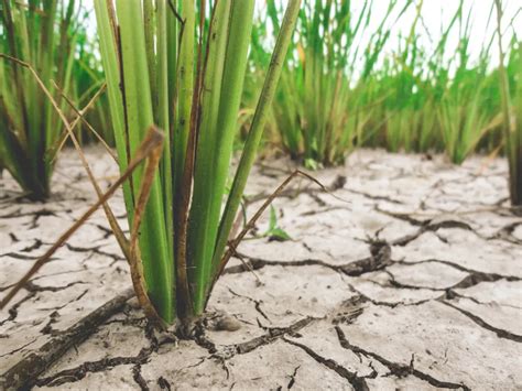 Palay Experiencing Drought During The Advent Of Very Dry Season In The
