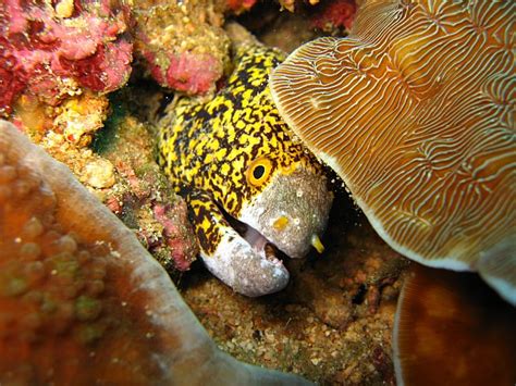 The moray eel offers a long body and a very long snout. File:Spotted moray eel.jpg - Wikimedia Commons