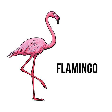Best Flamingo Drawing Illustrations Royalty Free Vector
