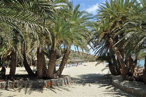 Preveli beach in rethymno on the southern side of the prefecture of rethymno is a place of great sitia muncipality sitia 1/galliko vai/finikodasos kouremenos chiona kato zakros vourlia analipsi. File:Vai R01.jpg - Wikimedia Commons