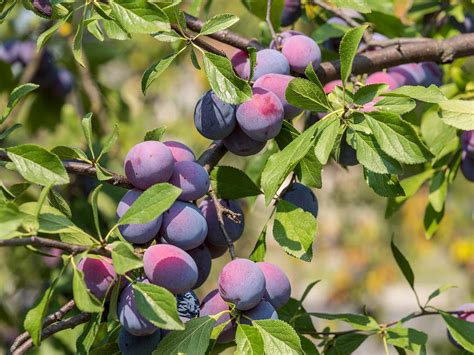 How To Grow Plums Damsons And Gages Lovethegarden