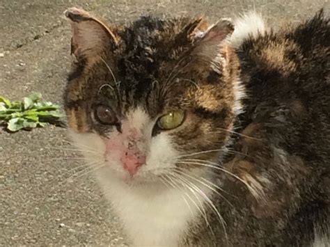 In gerd (chronic acid reflux) stomach acid flows back up into the mouth. Cats 'sprayed with acid' in series of attacks in Paris ...