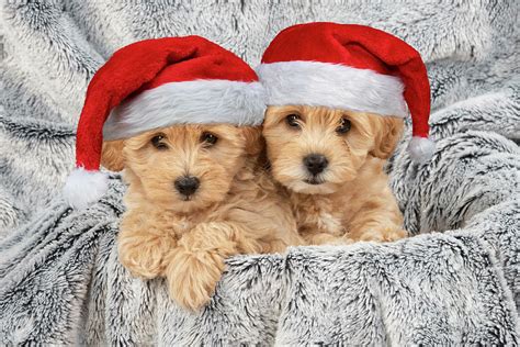 Cotonpoo Puppies Wearing Christmas Hats Photograph By John Daniels