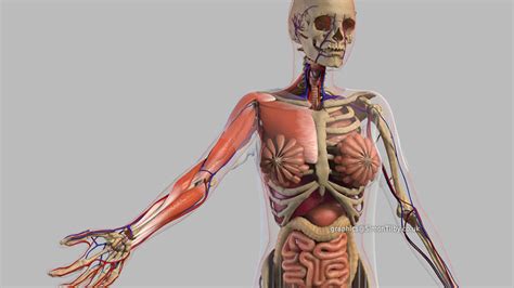 Human Anatomy Animation Simon Til Medical Projects 3d