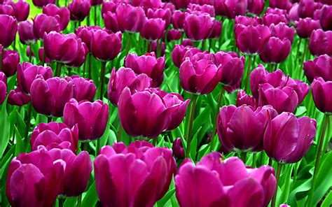 Purple Tulips Wallpaper 1920x1200 51798