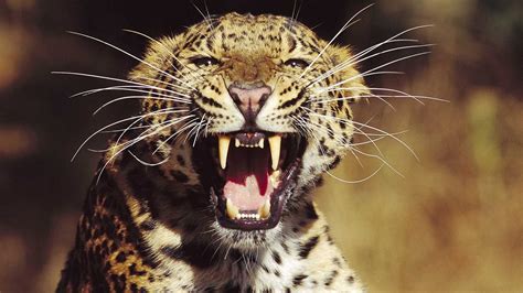 Leopard Hd Wallpapers 1080p Hd Wallpapers High Definition Free