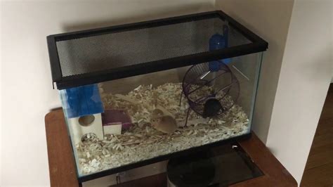 Setting Up My Gerbil Cage Youtube