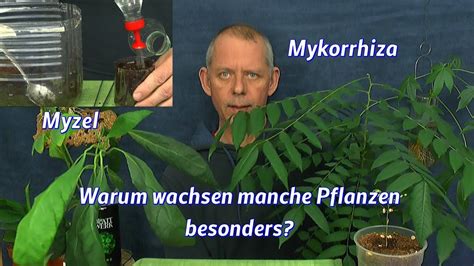 Mykorrhiza Pilzsubstrat Test Aussaat Mykorrhiza Vermehren YouTube