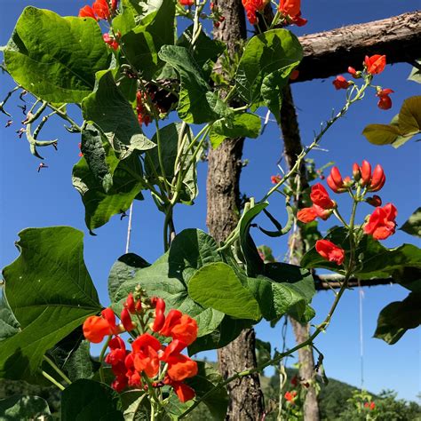 Scarlet Runner Bean Seeds Phaseolus Coccineus Monticello Shop
