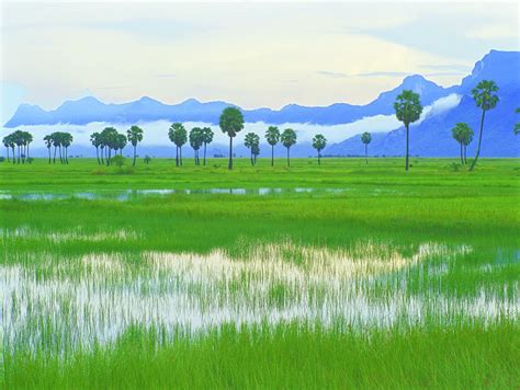 Wetlands play a number of functions, including water purification, water storage, processing of c. Managing the Andean páramo ecosystems to provide multiple ...