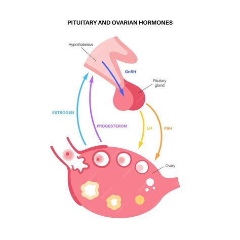 Premium Vector Pituitary And Ovarian Hormones Part Of The Female