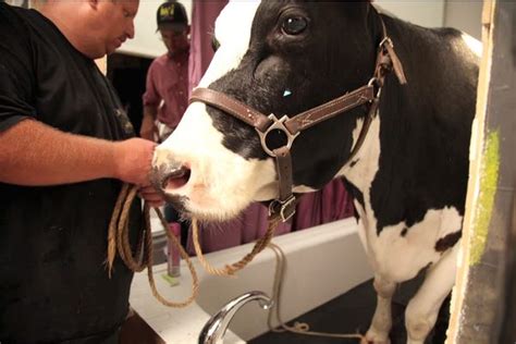 How Deutsch La Makes California Cows Talk In Milk Ad Business Insider