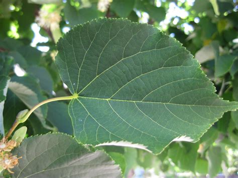 Trees Of Santa Cruz County Tilia Cordata Little Leaf Linden