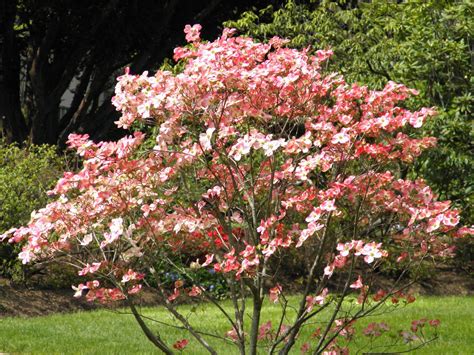 Pink Flowering Dogwood Bush