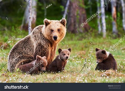 Brown Mother Bear Protecting Her Cubs Stock Photo