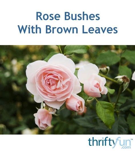 Rose Bushes With Brown Leaves Rose Bush Rose Planting Roses