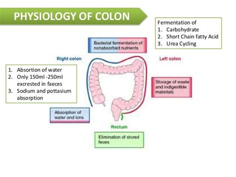 colon and rectum surgical anatomy and physiology