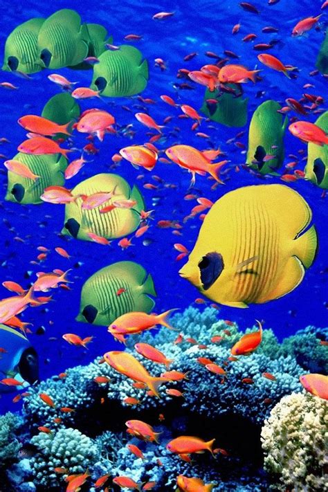 18 Best Images About Colorful Fish On Pinterest Snorkeling Clownfish