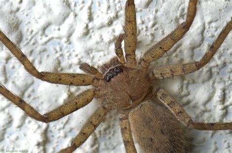 Spiders On Okinawa Okinawa Nature Photography