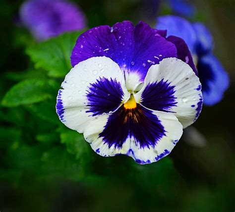 Grow Garden Pansy Flowers For Early Blooms Birds And Blooms