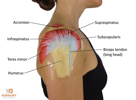 Diagram Of Shoulder Muscles And Tendons Diagram Of Shoulder Tendons
