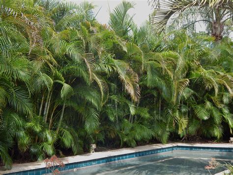 The Areca Palm Dypsis Lutescens Giving Privacy To A Pool Pool