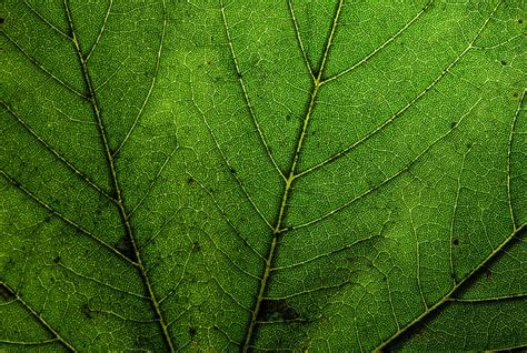 Green Leaf Dew Nature Walppaper Branch Tree Macro