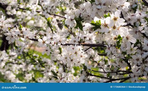 The Branches Of A Blossoming Cherry Tree White Flowers On The Branches