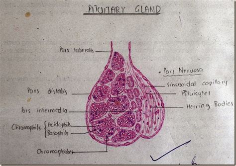 Histology Slides Database Pituitary Gland High Resolution Histology