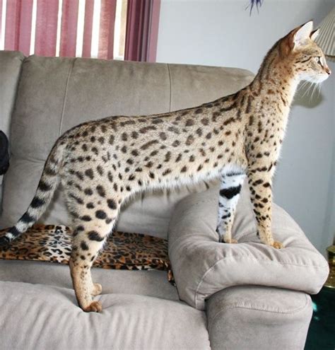 Which cat is right for you. Savannah Cat Breed - Crazy Cat Lady Supplies