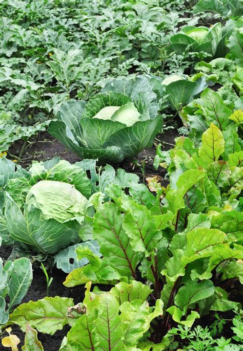 Benefits Of Growing A Vegetable Garden Healthier Steps