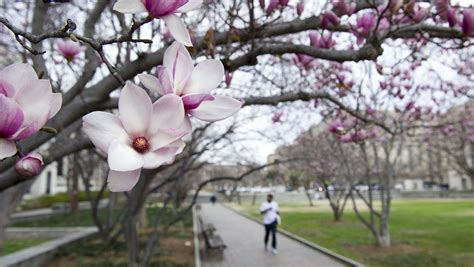 Early spring warmth wreaks havoc on plants, allergies, bugs