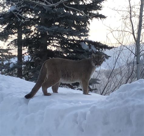 Snapped Mountain Lion On The Prowl