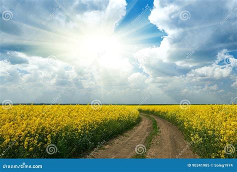 Ground Road In Yellow Flower Field With Sun Beautiful Spring Landscape