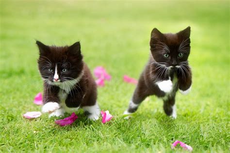 Two Tuxedo Kittens Cat Grass Kittens Jumping Hd Wallpaper