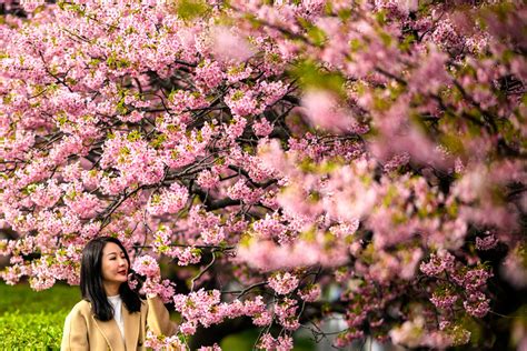 Tips And Trivia To Enjoy The Japanese Cherry Blossom Season