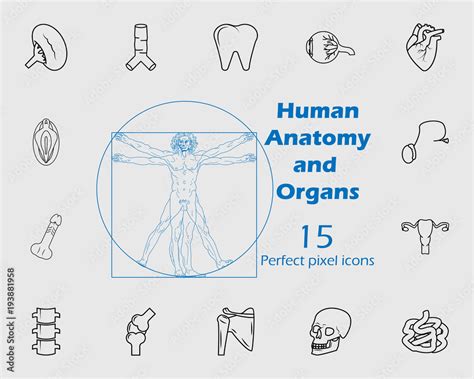 Human Anatomy Icon Set Premium Quality Graphic Design Signs Outline