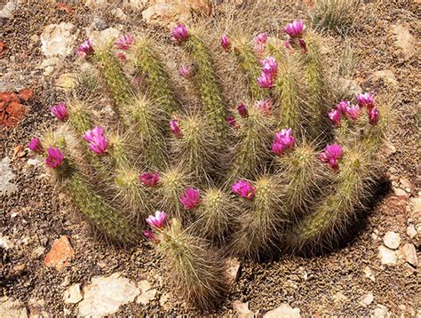 The strawberry hedgehog cactus or engelmann's hedgehog cactus (echinocereus engelmannii) is commonly found in desert areas of the southwestern united states and the adjacent areas of mexico, including the states of california, nevada, utah, arizona, baja california and sonora. Engelmann's Hedgehog Strawberry Hedgehog Cactus ...
