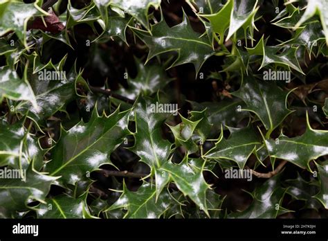 Christmas Holly Greenery Spikes Holly Bush Plant Abstract