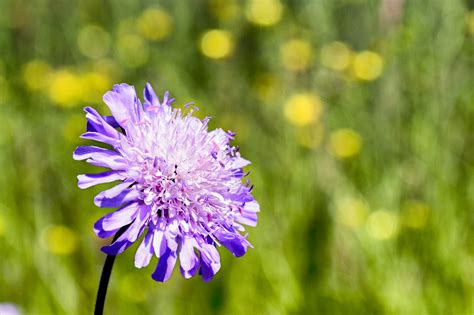 Free Images Nature Grass Blossom Field Meadow Prairie Petal