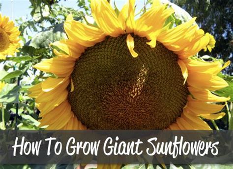 How To Grow Giant Sunflowers And A Recipe To Roast Them