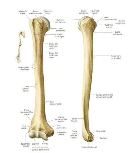The Structure Of A Long Bone And Its Major Bones Including The Lower