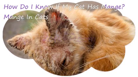 what can cause cat skin problems cat meme stock pictures and photos