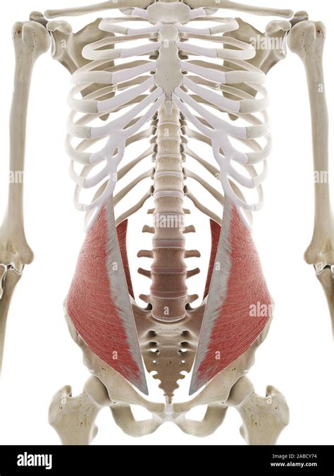 3d Rendered Medically Accurate Illustration Of The Internal Oblique