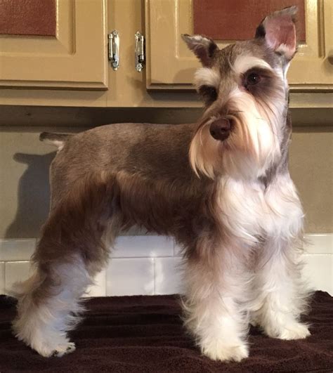 Back in may our little puppy joined our family. Best 25+ Schnauzer cut ideas on Pinterest | Schnauzer ...