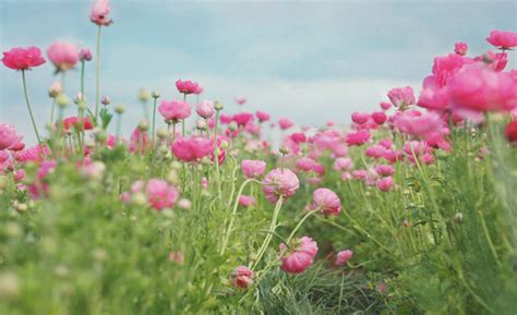 Gorgeous Flowers Of The Field ♥ Прекрасните полета с цветя 79 Ideas